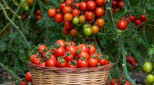 تجهیز ۹۰ درصد مزارع گوجه‌فرنگی آذربایجان‌غربی به سیستم آبیاری نوین