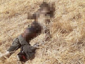 تصویر و ماجرای جسد ناشناس که توسط حیوانات خورده شد/ جزئیات