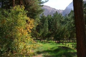 توسعه ریه سبز شهر کرمان/ عملیات ایجاد جنگل دست‌کاشت جدید در مجاورت جنگل قائم آغاز شد