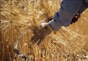 جدیدترین خبر برای گندمکاران/ قیمت گندم و نان آزاد می‌شود؟