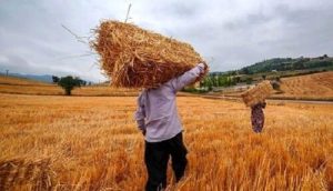 خبر خوش دولت برای گندمکاران/ واریزی میلیاردی آغاز شد؛ حساب خود را چک کنید