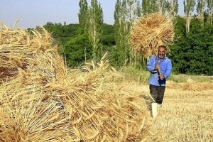 دولت با گندمکاران تا پایان شهریور تسویه می‌کند