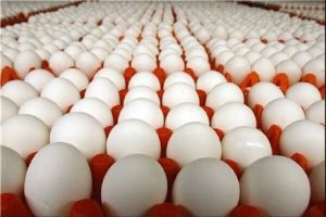 کشف ۵۰ تن تخم مرغ احتکار شده در قم