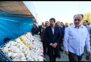 از حدود ۱۰۰ هزار تن سیر تولیدی کشور، ۵۳ هزار تن در همدان تولید میشود
