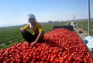 اعمال محدودیت‌های صادراتی برای گوجه‌فرنگی رد شد