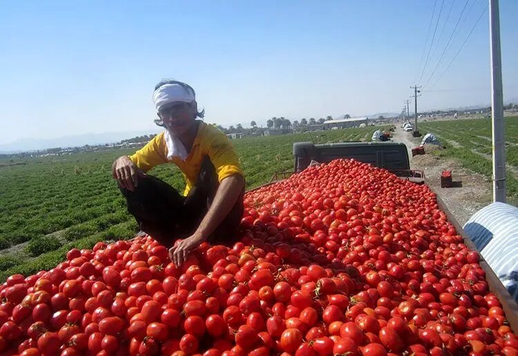 اعمال محدودیت‌های صادراتی برای گوجه‌فرنگی رد شد