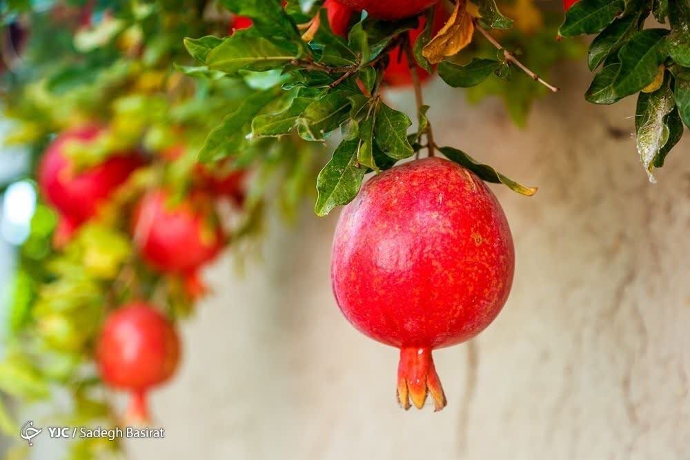 انار؛ میوه‌ای با خواص درمانی! - خبرگزاری مهر | اخبار ایران و جهان