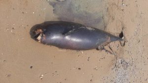 دیده شدن لاشه نهنگ بدون باله در ساحل بندرعباس