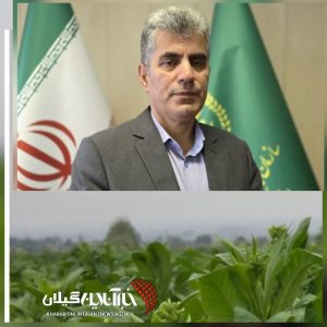 رئیس سازمان جهاد کشاورزی گیلان:توتون‌کاری در گیلان جان گرفت