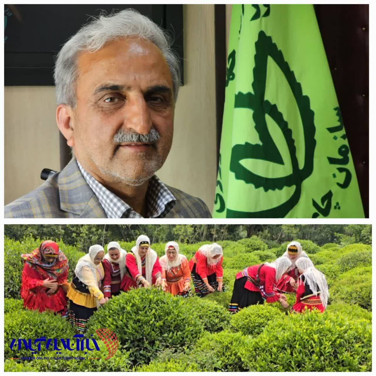 رئیس سازمان چای کشور از پرداخت ۸۷ درصد مطالبات چایکاران کشور خبر داد