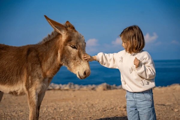 راهکار غیرمنتظره پژوهشگران برای بهبود حال نوجوانان / ۳ دقیقه نوازش الاغ