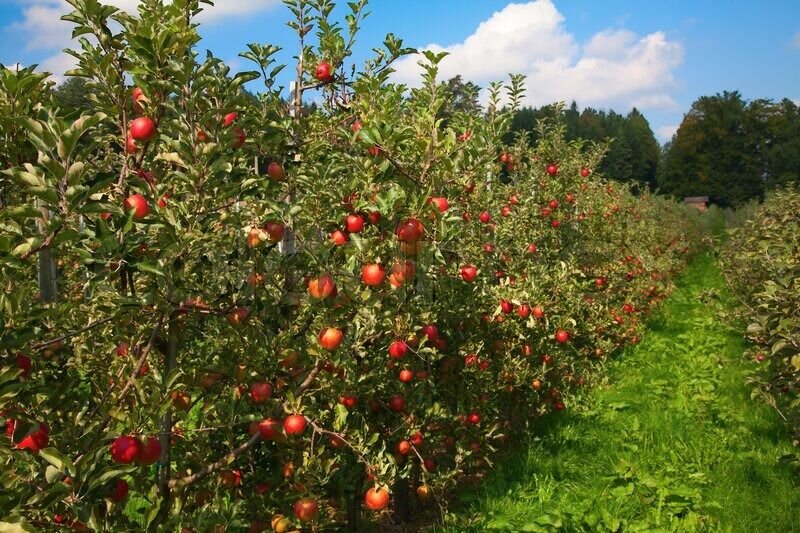 سمیرم قطب باغ‌های هوشمند می‌شود؛راه‌اندازی ۳۸۰۰ایستگاه هواشناسی مجازی - خبرگزاری مهر | اخبار ایران و جهان