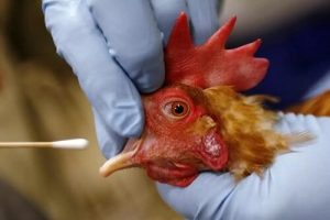 پایش آنفلوانزای پرندگان در مزارع مرغ تخمگذار قزوین آغاز شد