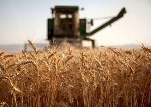 گندم را یکجا تحویل دادند، پول را قطره‌چکانی گرفتند؛ صدای گندمکاران درآمد / کشاورز: پول گندم ۳ ماه خوابیده، جریمه وام را گرفتید!